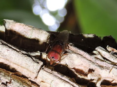 Copestylum chalybescens