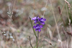 Delphinium pentagynum