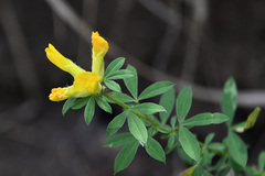 Cytisus decumbens