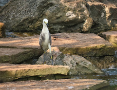 Egretta caerulea × thula