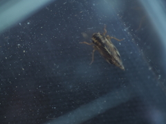 Evacanthus acuminatus