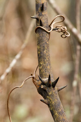 Smilax laurifolia