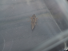 Evacanthus acuminatus