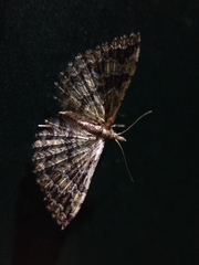 Pterotopteryx dodecadactyla