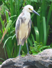 Egretta caerulea × thula