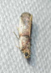 Acrobasis ostryella