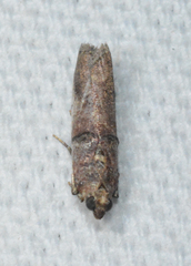 Acrobasis ostryella