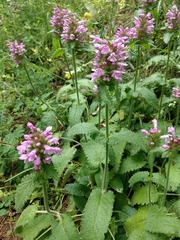 Betonica hirsuta