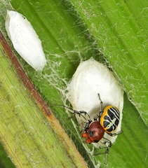 Camaricus nigrotesselatus