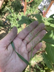 Eragrostis pectinacea pectinacea