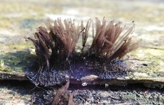 Stemonitis flavogenita