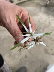 Rhynchospora nervosa