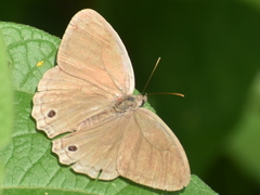 Cissia similis