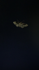 Idaea rusticata