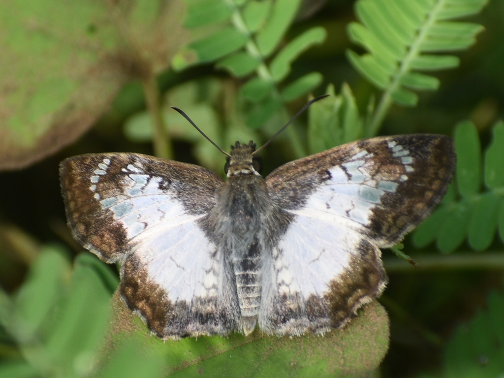 White Spurwing