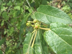 Gonolobus jaliscensis