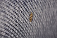 Cochylidia heydeniana