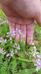 Astragalus distortus