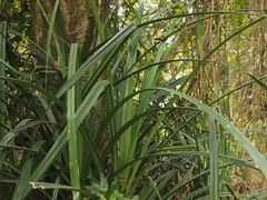 Pandanus kaida
