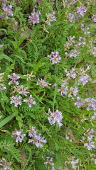 Astragalus distortus