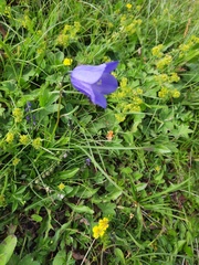 Campanula scheuchzeri