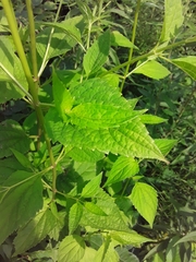 Agastache scrophulariifolia