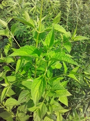 Agastache scrophulariifolia