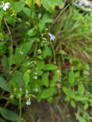 Lobelia nuttallii