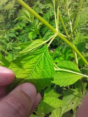 Agastache scrophulariifolia