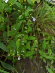 Lobelia nuttallii