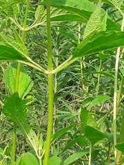 Agastache scrophulariifolia