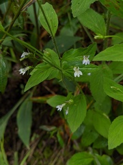 Lobelia nuttallii
