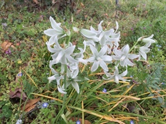 Ornithogalum nutans