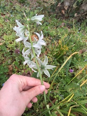 Ornithogalum nutans