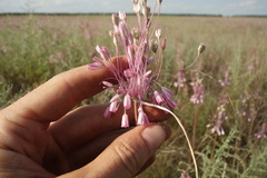 Allium praescissum