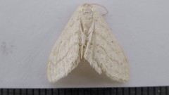 Scopula inductata