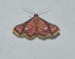 Enispa rosellus