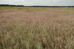 Allium praescissum
