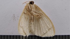 Scopula inductata