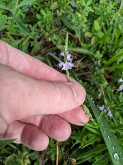 Verbena simplex