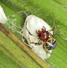 Camaricus nigrotesselatus