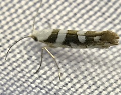 Argyresthia calliphanes