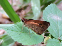Synapte silna