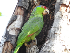 Amazona viridigenalis