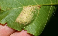 Aceria erinea