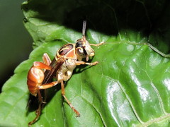 Mischocyttarus angulatus
