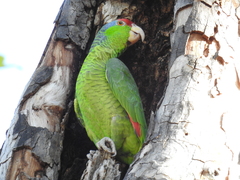 Amazona viridigenalis