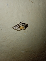 Dichocrocis rigidalis