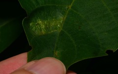 Aceria erinea