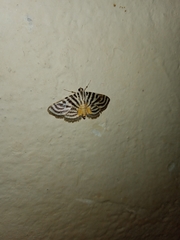 Dichocrocis rigidalis